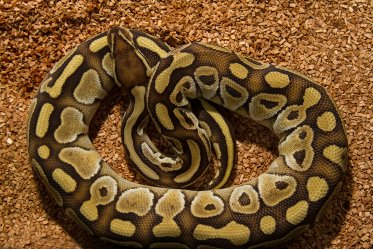 Ball Python as a Pet