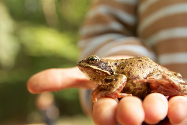 Frog as a Pet