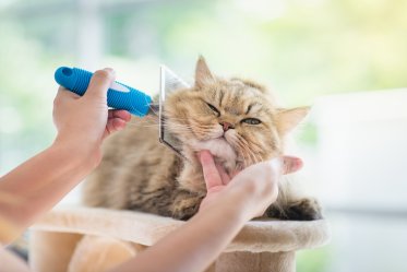 Flea Comb for Cats