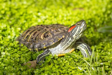 Red-Eared Sliders as Pets