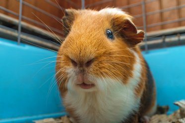 Guinea Pig Carriers