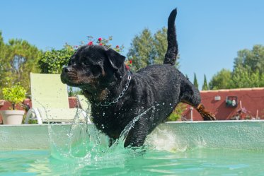 Dog Swimming Pool