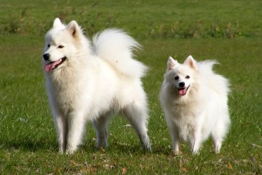 White Dog Breeds