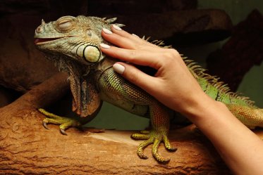 Iguana Types for Pets