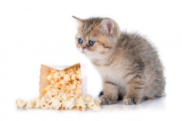 Can Cats Eat Popcorn?