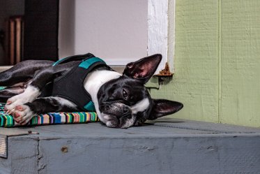 Dog Cooling Mats