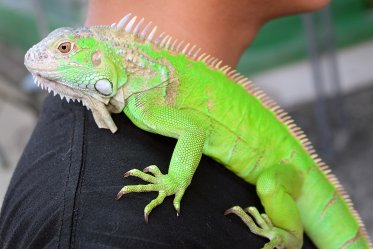 Iguana Pros & Cons