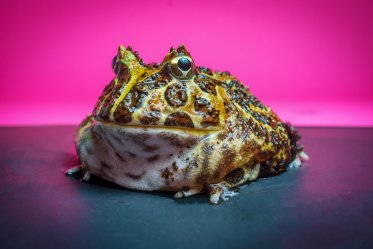 Pacman Frog as a Pet