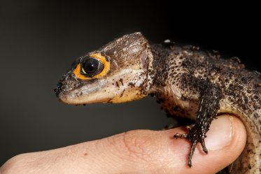 Red-Eyed Crocodile Skink as a Pet