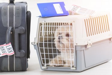 Airline Approved Pet Crate