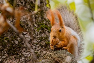 What Do Baby Squirrels Eat?