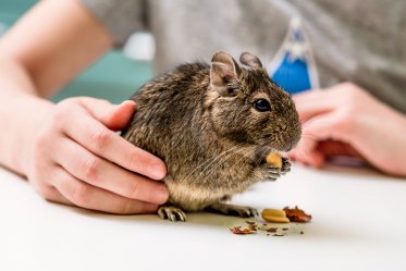 Degu as a Pet