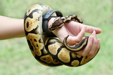 Ball Pythons Facts