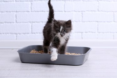 Litter Box Training a Cat