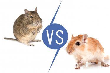 Degu vs. Gerbil