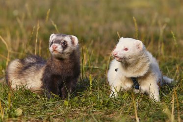 Pet Ferrets Types & Colors