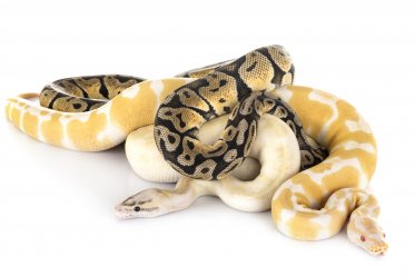 Types and Morphs of Ball Pythons
