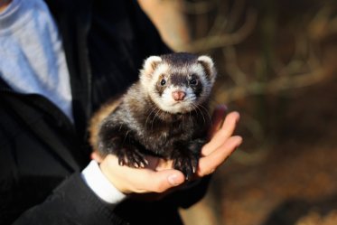 Ferret Pet FAQ