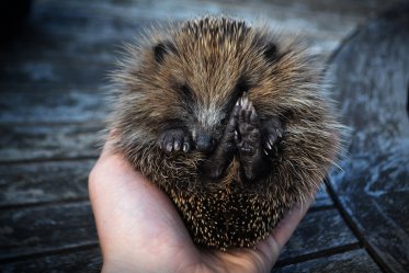 Do Hedgehogs Make Good Pets?