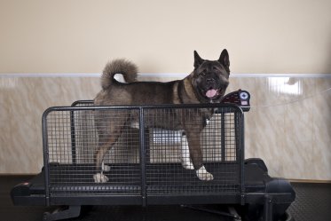 Best Dog Treadmills