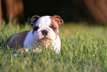 Why Do Dogs Eat Grass?