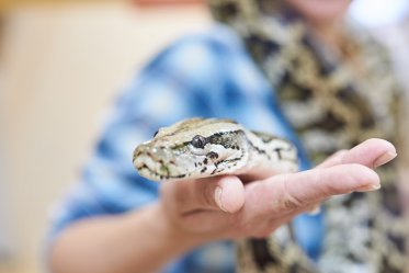 Ball Python Lifespan