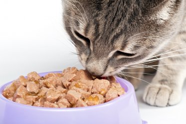 Grain-Free Cat Food