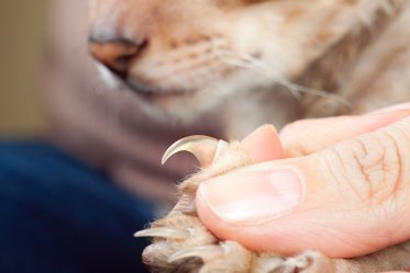 Nail Grinders for Cats