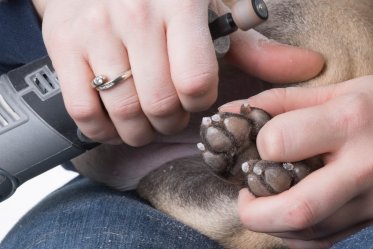 Dog Nail Grinder