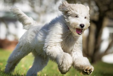 Australian Labradoodle