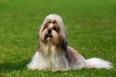 Shih Tzu Facts