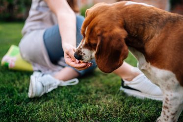 Dog Treat Bags