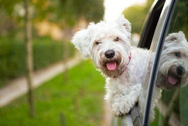 Maltese Dog Facts