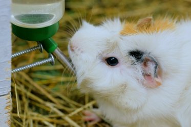 Water Bottle for Guinea Pigs