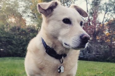 Corgi Lab Mix