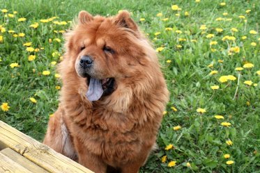 Chow Chow Facts