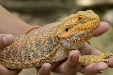 Bearded Dragon Health Problems