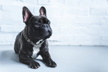 French Bulldog Facts