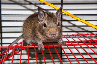 Degu Cages