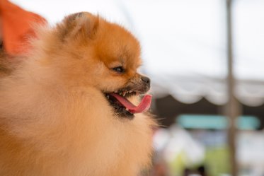 Pomeranian Facts