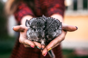 Chinchilla Health Problems