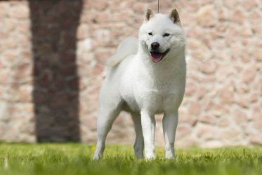 Dog Breeds of Japan