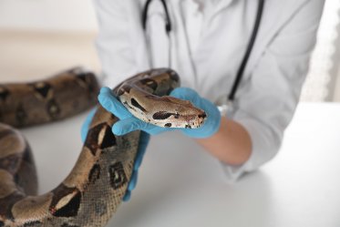 Ball Python Health Problems