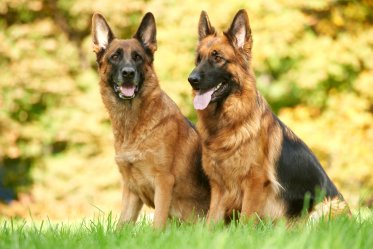 German Dog Breeds