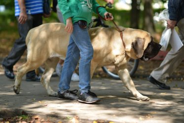 Sandlot dog