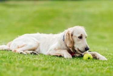 Can Dogs Eat Apples?