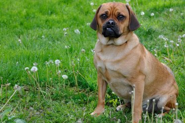 Puggle Dog Breed