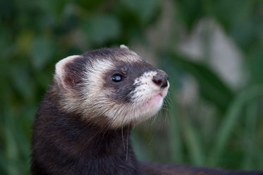 Ferret Health Problems