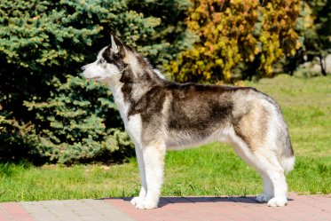 Russian Dog Breeds