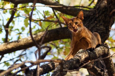 Fear & Anxiety in Cats